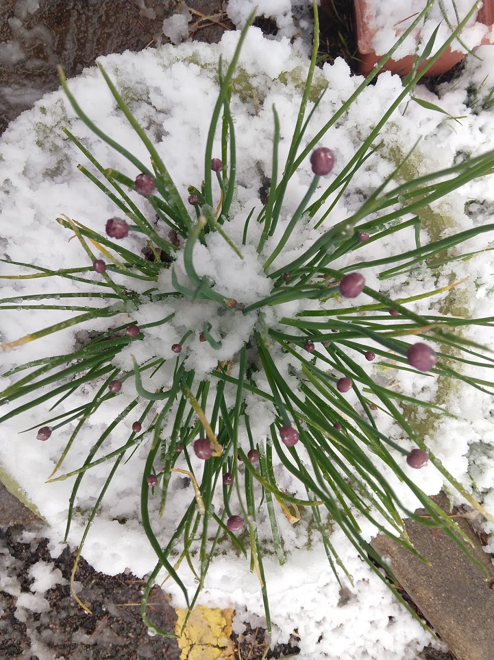 Reviewing 25 Lessons