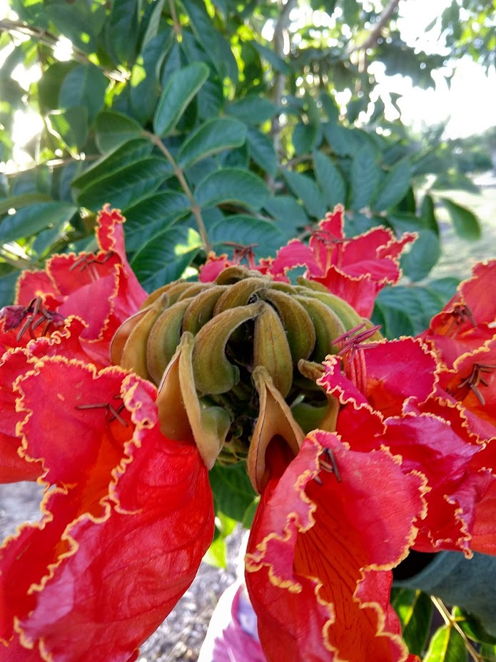 Second-Order Decision; choosing not to choose