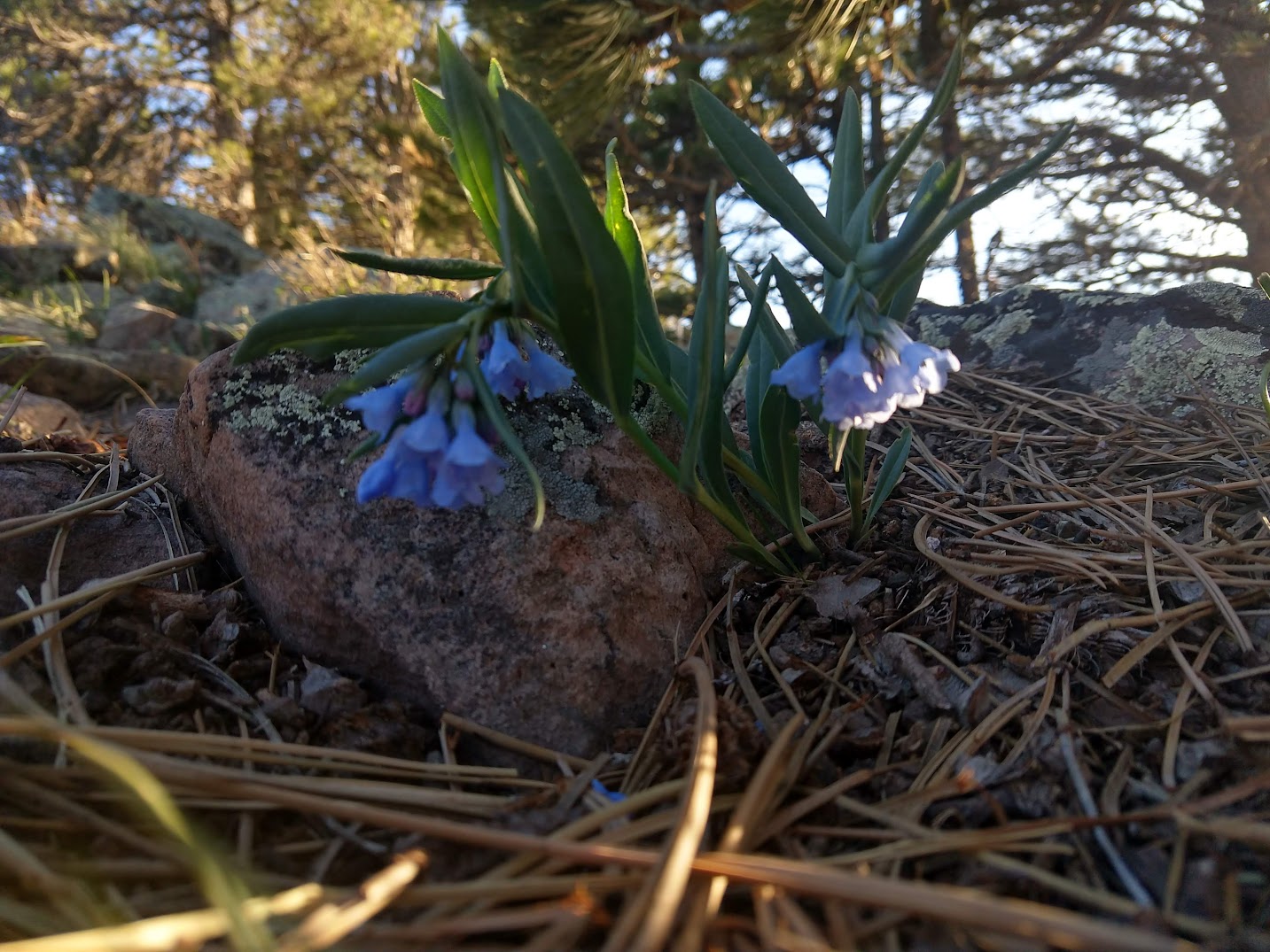 Money: free the mind