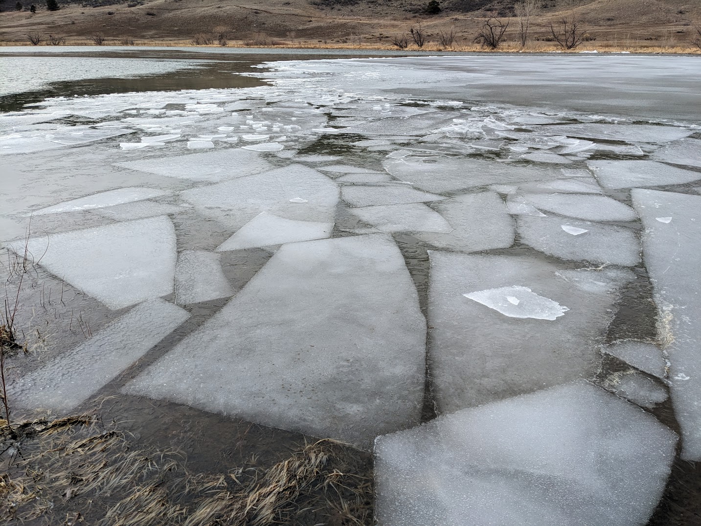 Our brain's thoughts on dieting