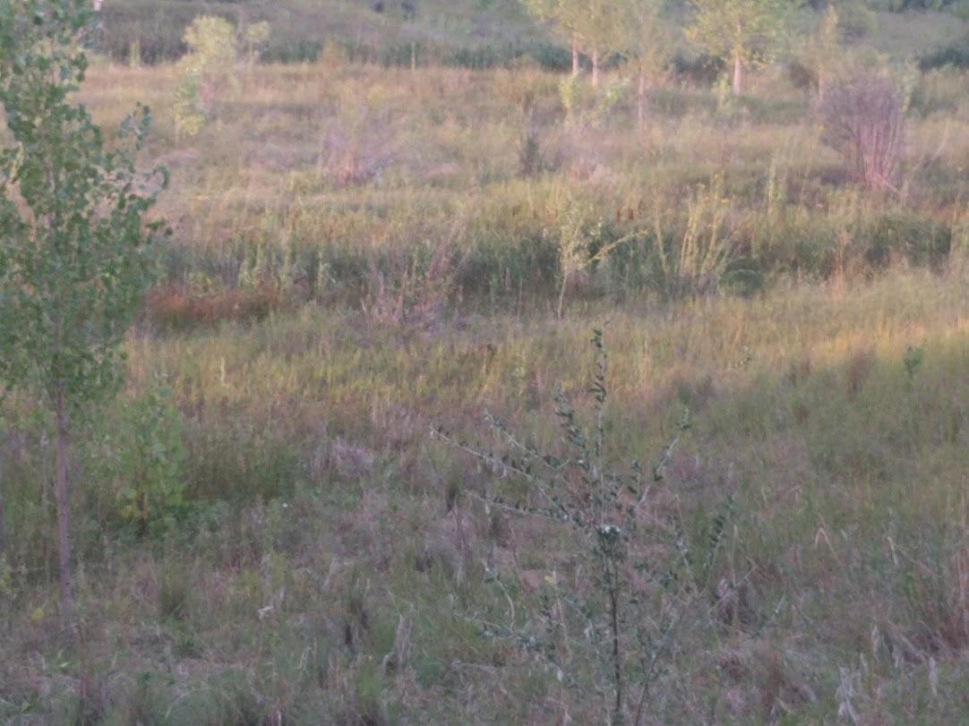 Stolen Focus - Review and Ramble